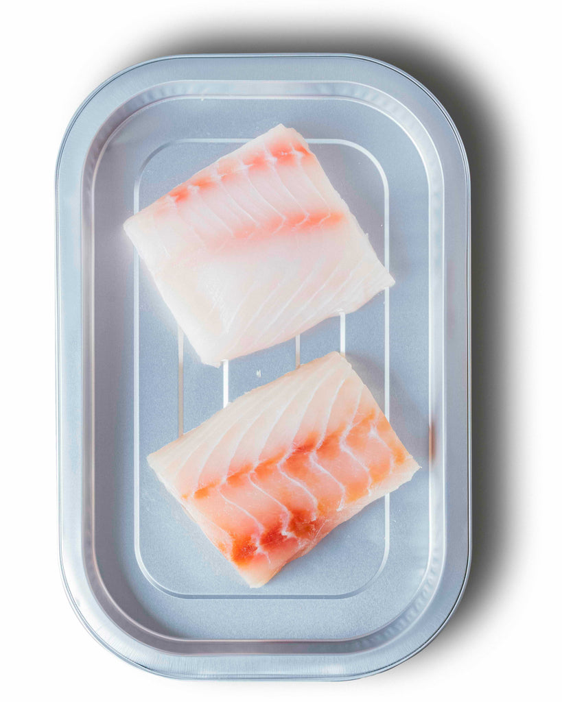Caribbean Cobia